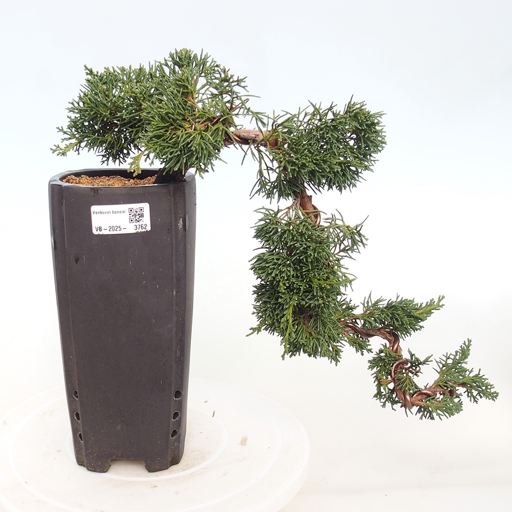 Venkovní bonsai - Juniperus chinensis Kishu -Jalovec čínský