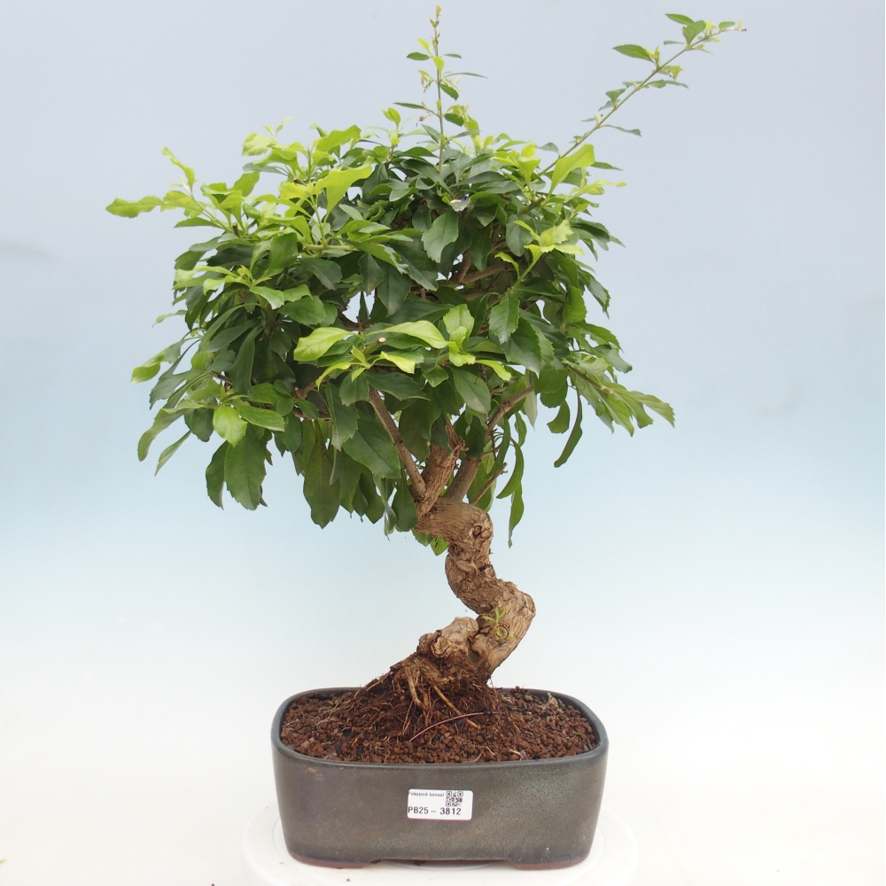 Pokojová bonsai - Duranta  repens -Duranta