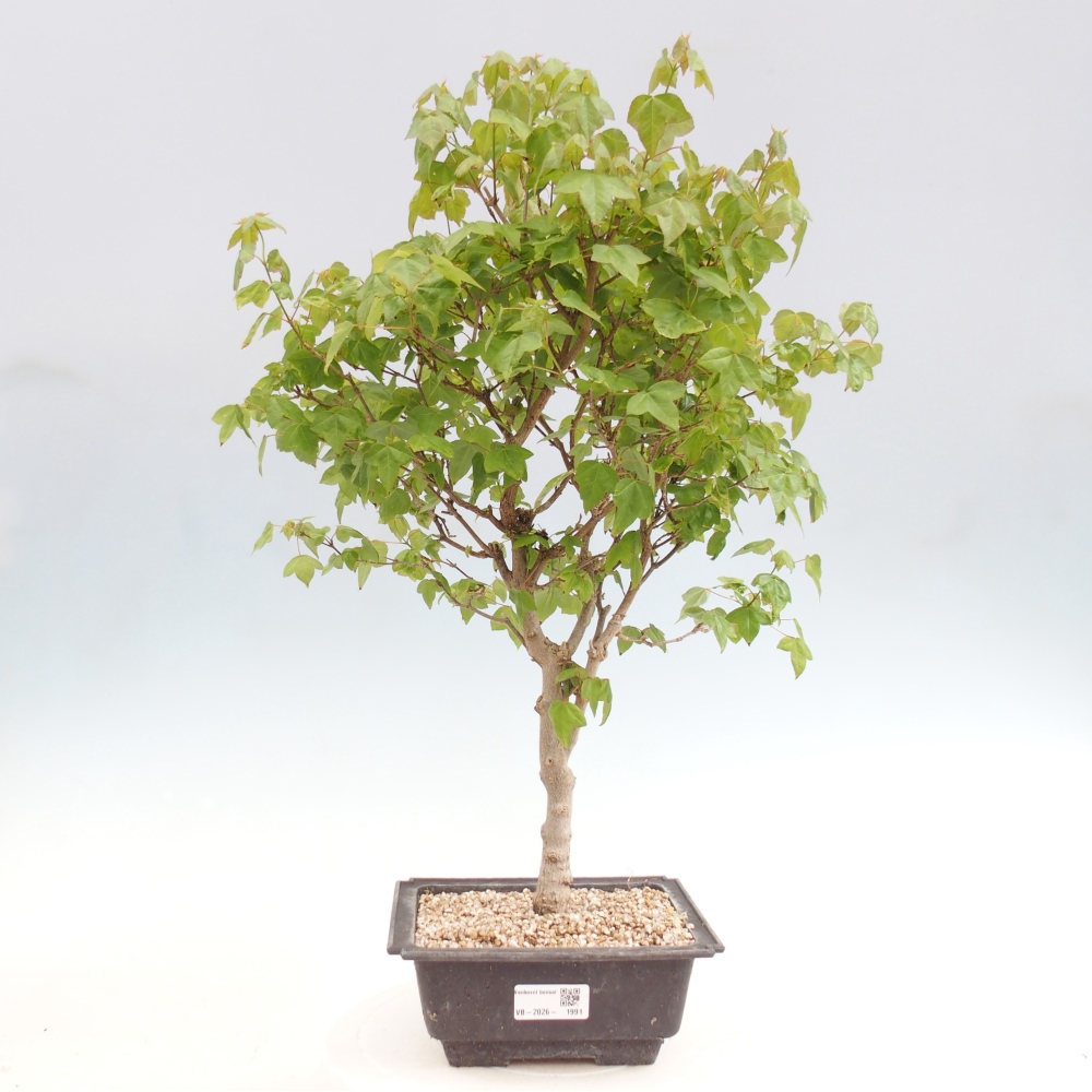 Venkovní bonsai - Acer Buergerianum - Javor Burgerův