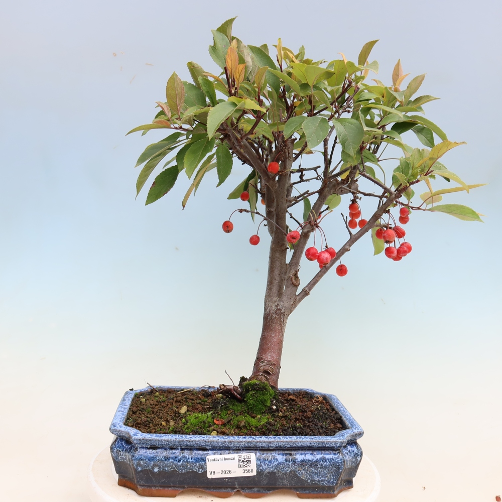 Venkovní bonsai -Malus domestica - Maloplodá jabloň červenolistá
