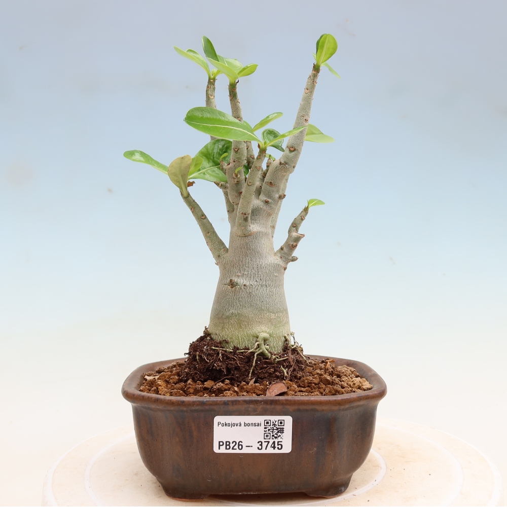 Pokojová bonsai - Adenium obesum Red Star - Pouštní růže