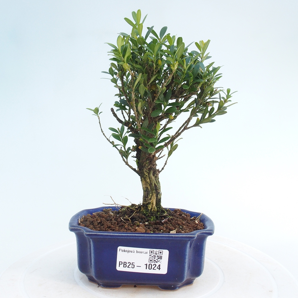 Pokojová bonsai - Buxus harlandii - korkový buxus