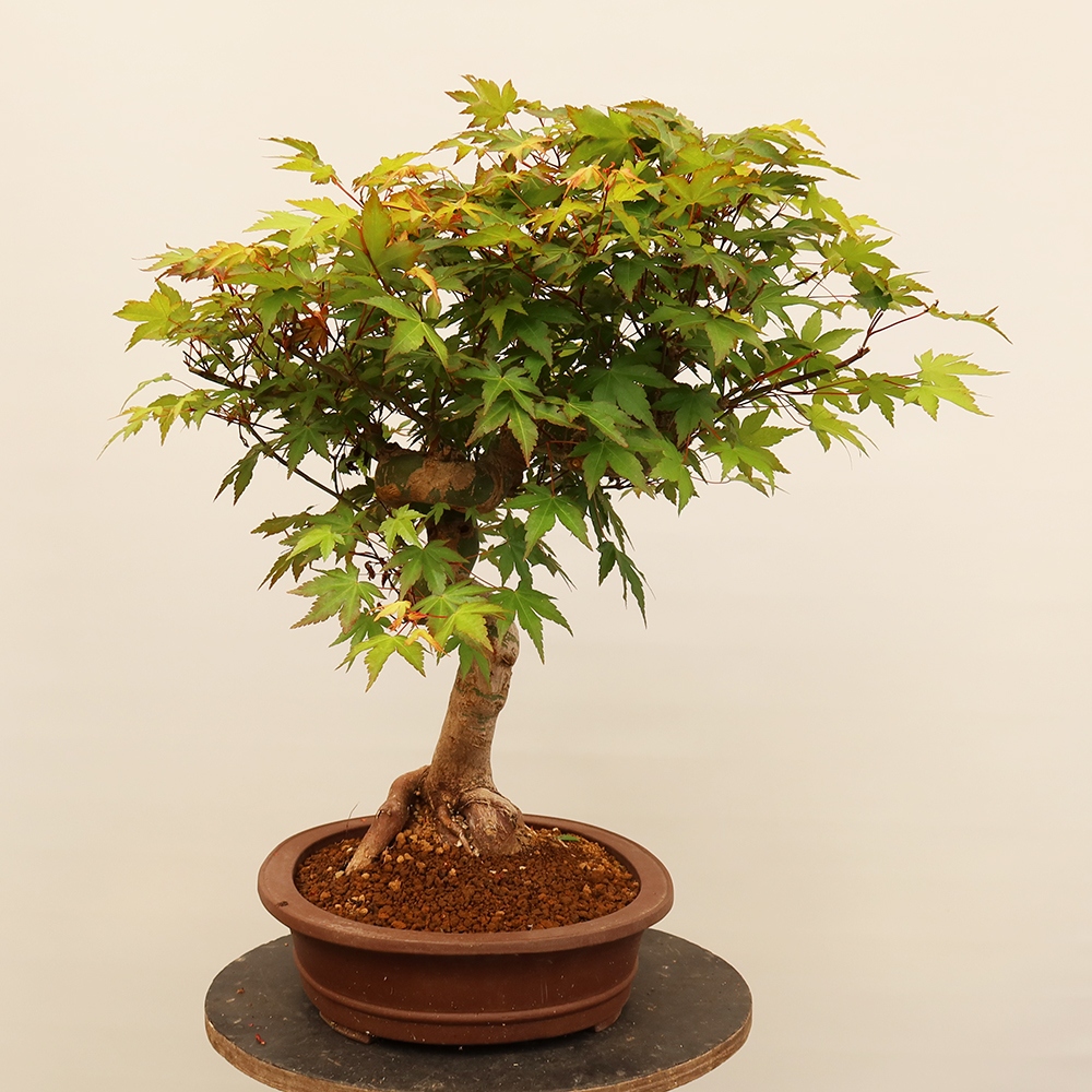 Venkovní bonsai - Javor palmatum  - Javor dlanitolistý
