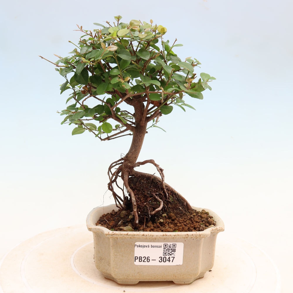 Pokojová bonsai - Sagerécie thea - Sagerécie thea