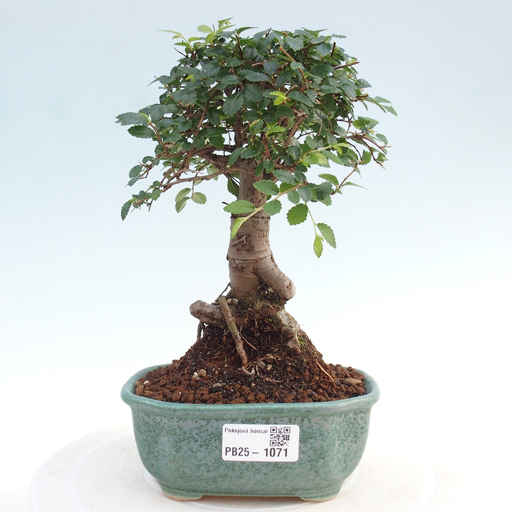 Pokojová bonsai-Malolistý jilm 