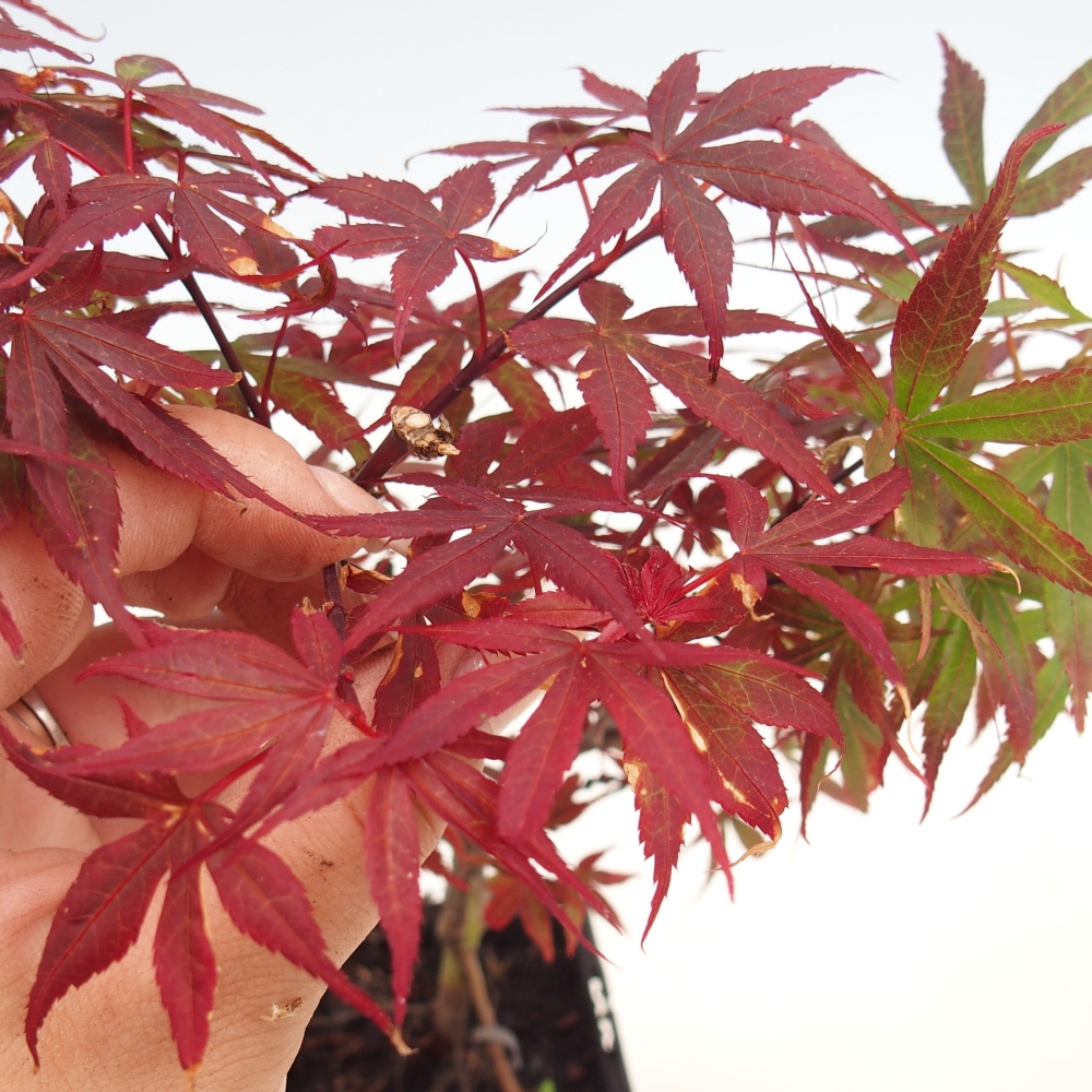 Venkovní bonsai -Javor dlanitolistý  - Acer palmatum Berry Broom v kontejneru