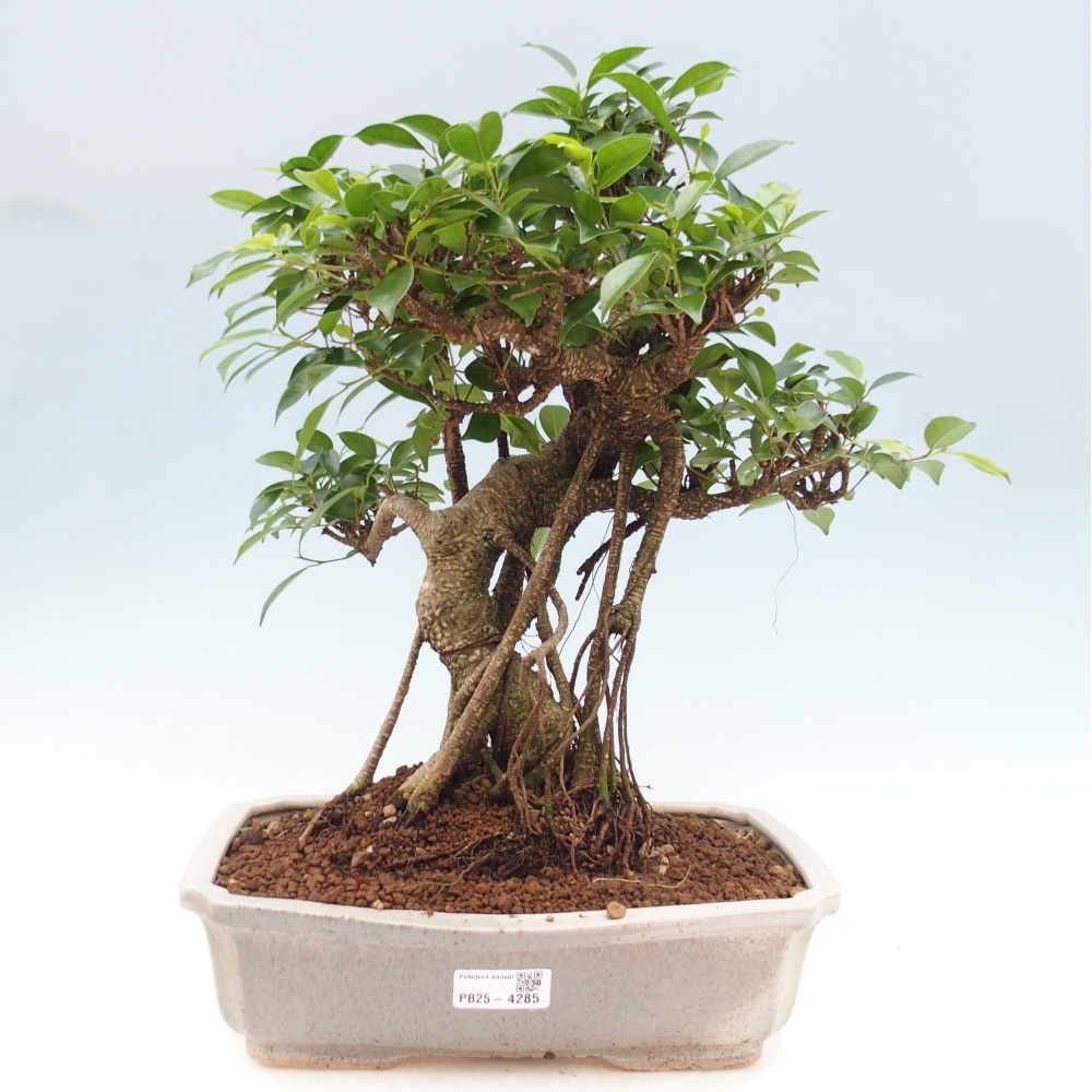 Pokojová bonsai - Ficus retusa -  malolistý fíkus