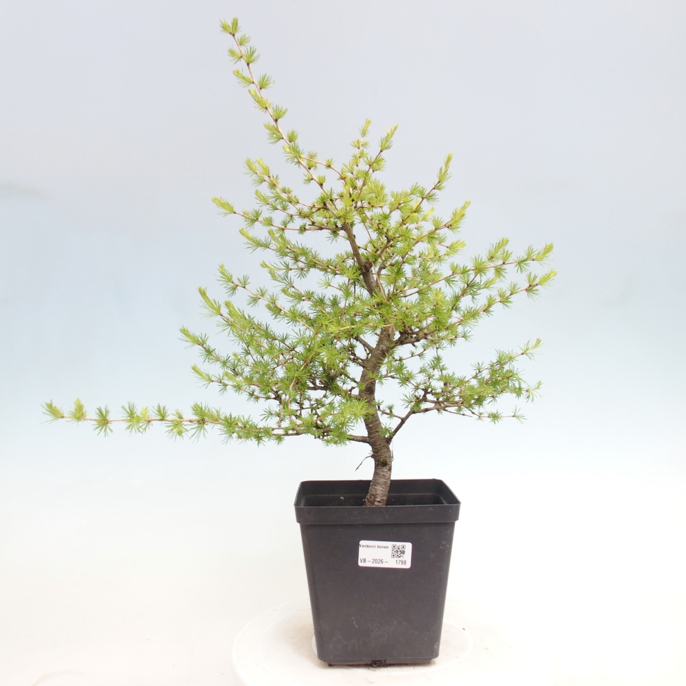 Venkovní bonsai -Larix decidua - Modřín opadavý 