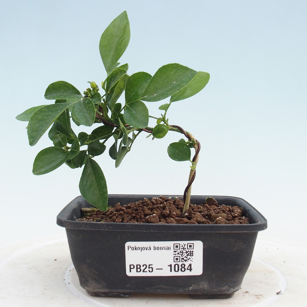 Pokojová bonsai - Muraya paniculata
