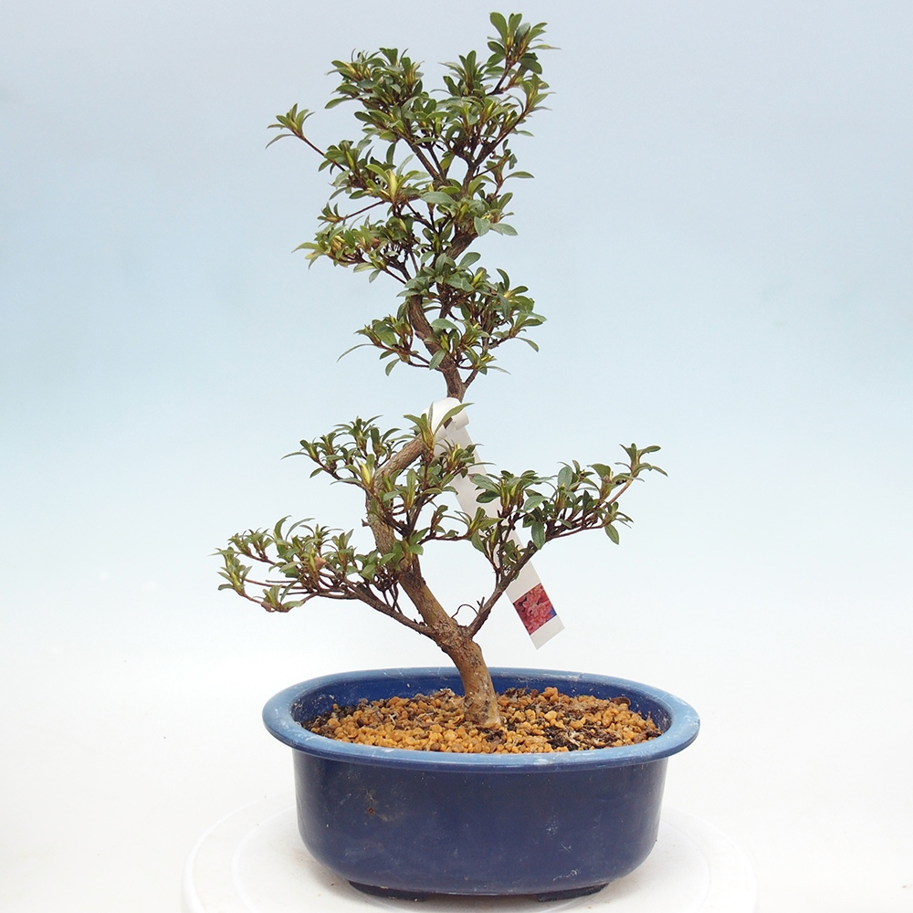 Venkovní bonsai - Japonská azalka - Azalea Jukokan