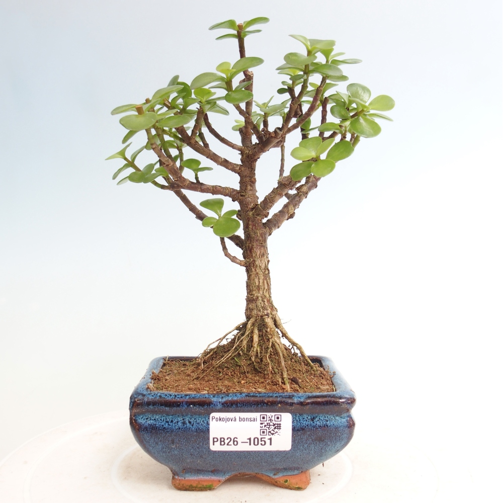 Pokojová bonsai - Portulakaria Afra - Tlustice