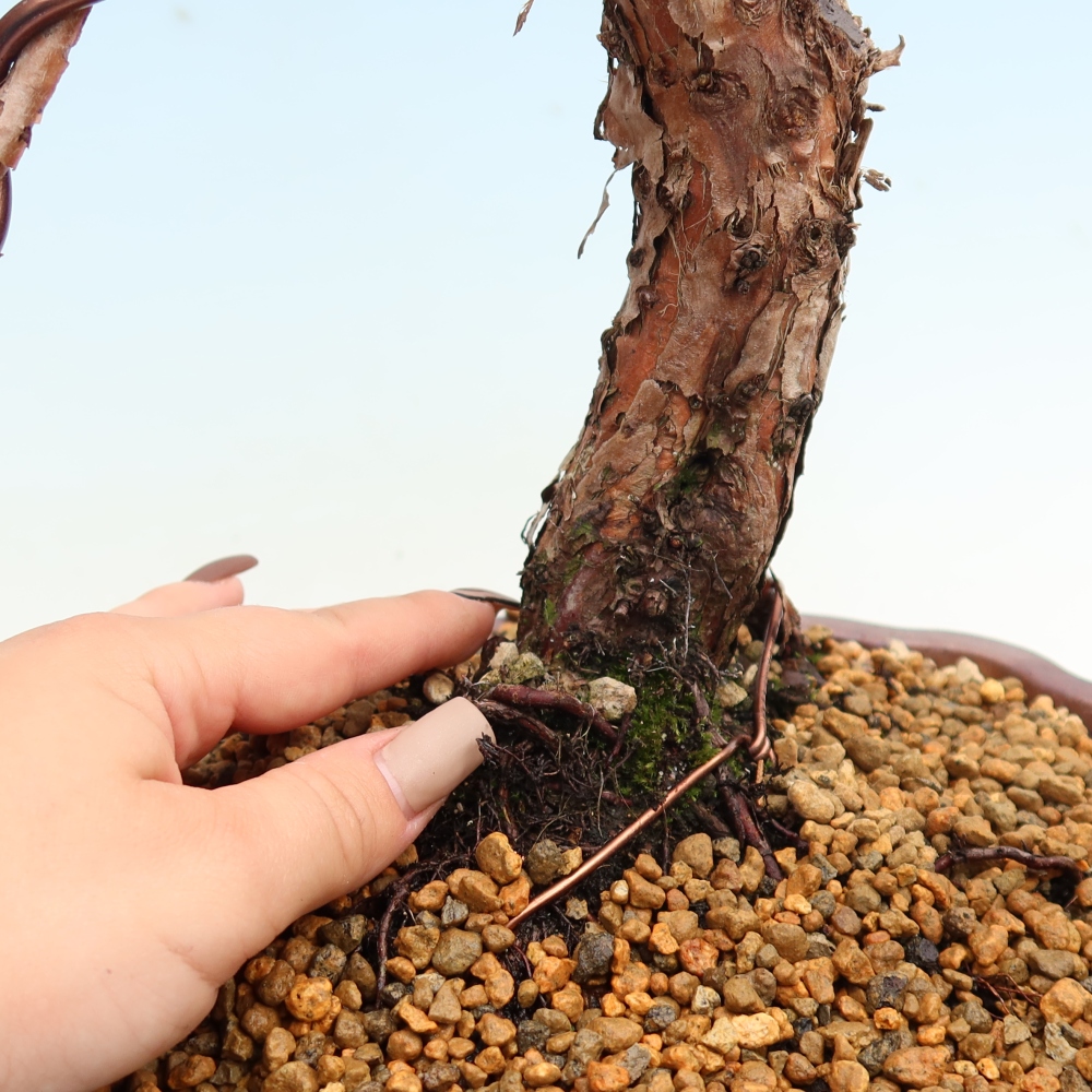 Venkovní bonsai - Juniperus chinensis Kishu -Jalovec čínský