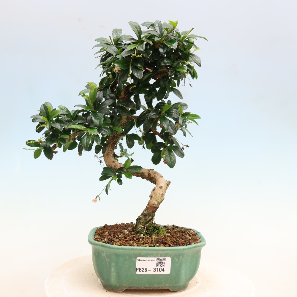 Pokojová bonsai - Carmona macrophylla - Čaj fuki