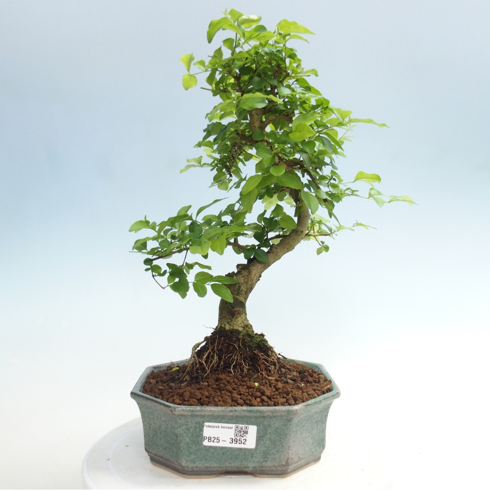 Pokojová bonsai -Ligustrum chinensis - Ptačí zob
