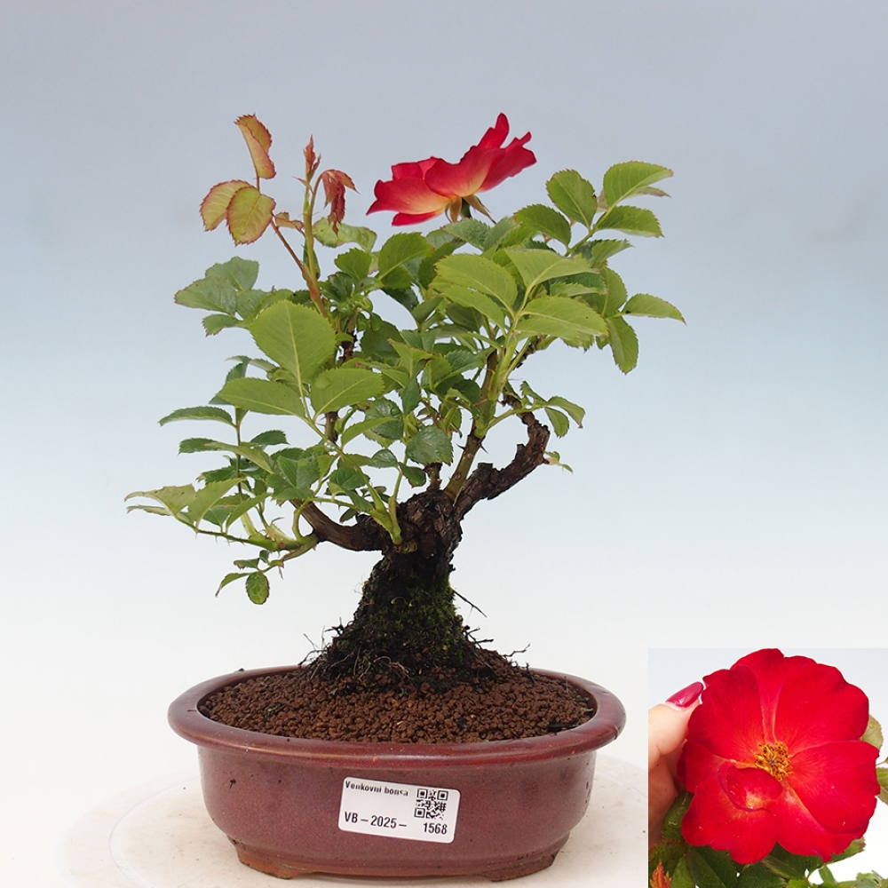 Venkovní bonsai - Rosa Kordes -  růže