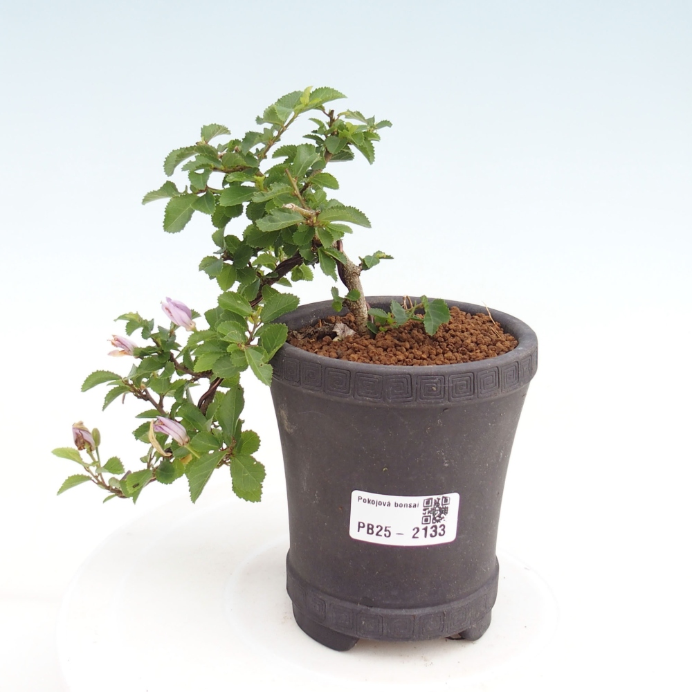Pokojová bonsai - Grewia occidentalis - Hvězdice levandulová