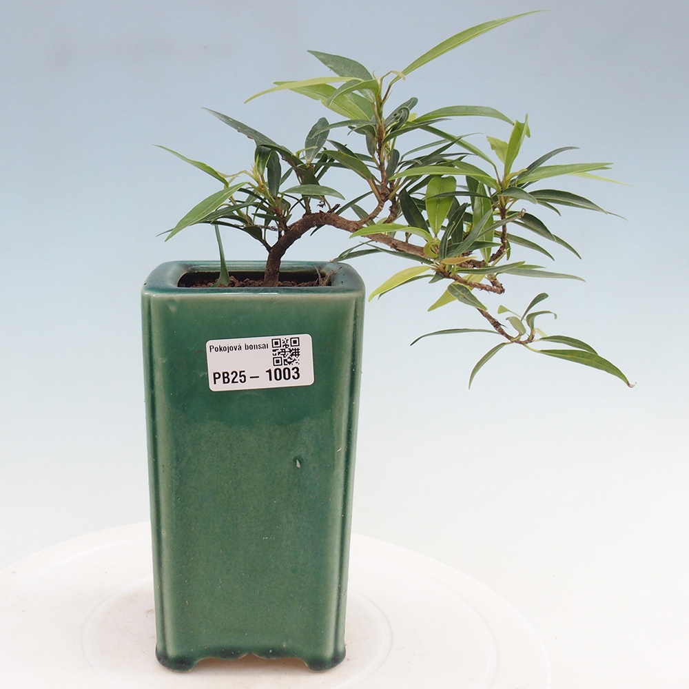 Pokojová bonsai - Ficus nerifolia -  malolistý fíkus