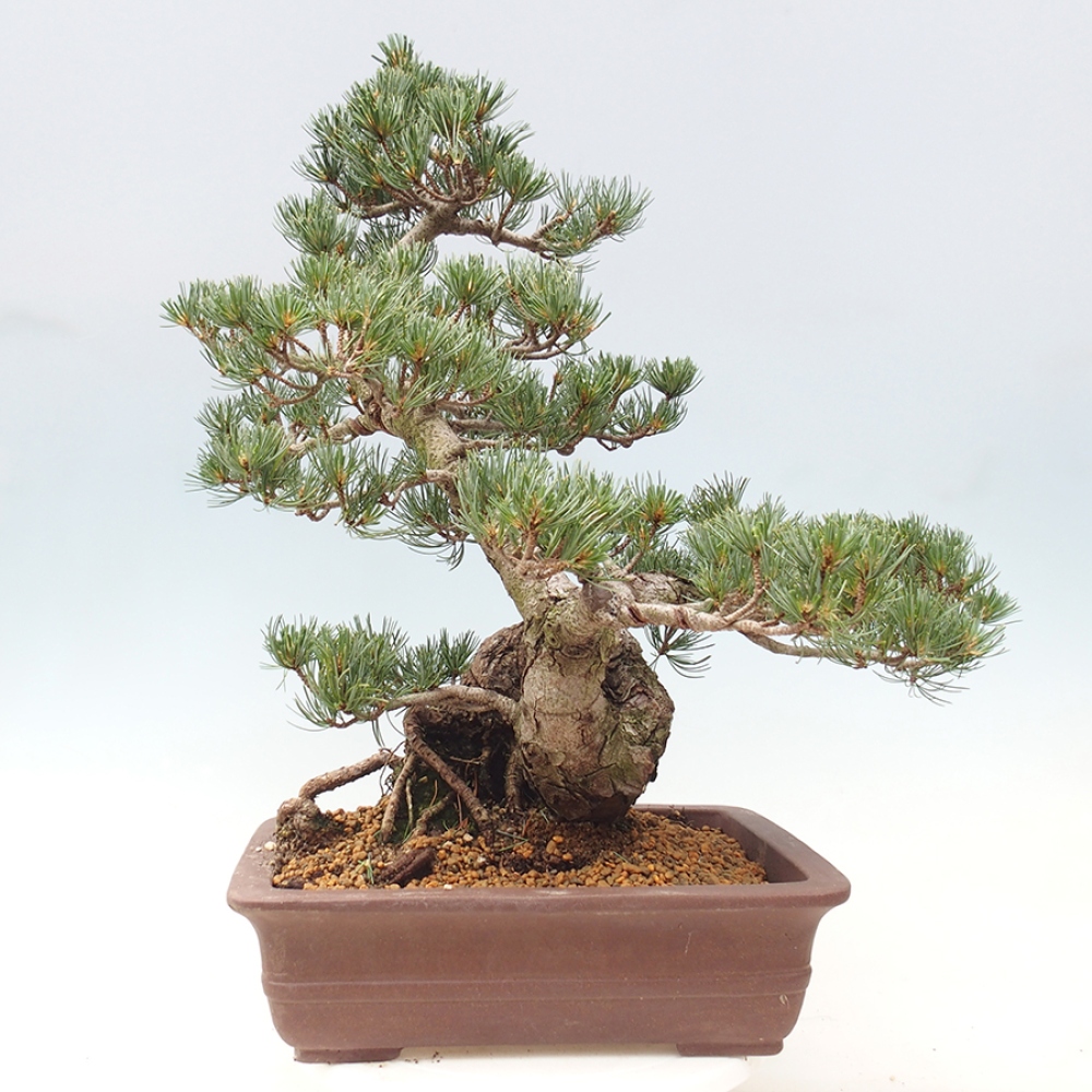 Venkovní bonsai - Pinus parviflora - Borovice drobnokvětá