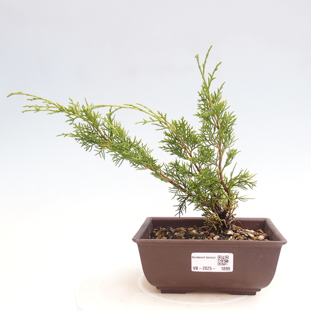 Venkovní bonsai - Juniperus chinensis Itoigawa -Jalovec čínský