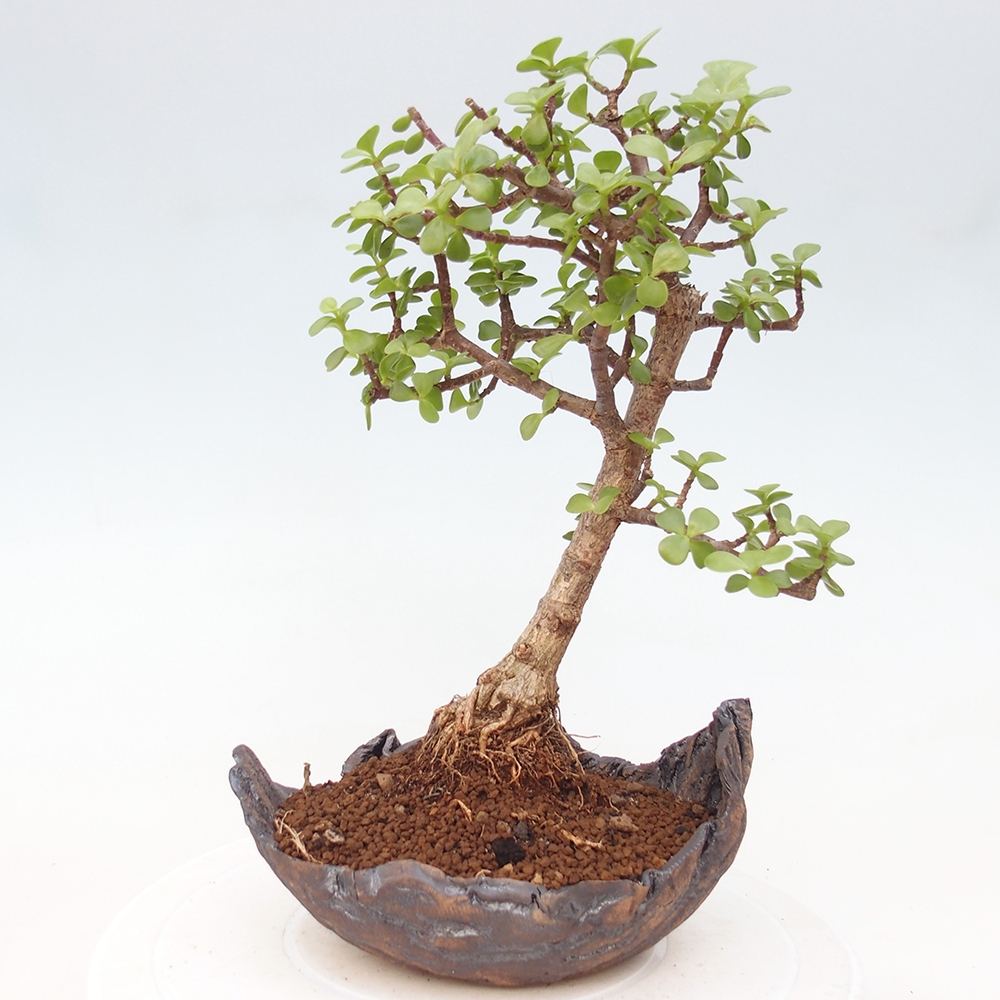 Pokojová bonsai - Portulakaria Afra - Tlustice