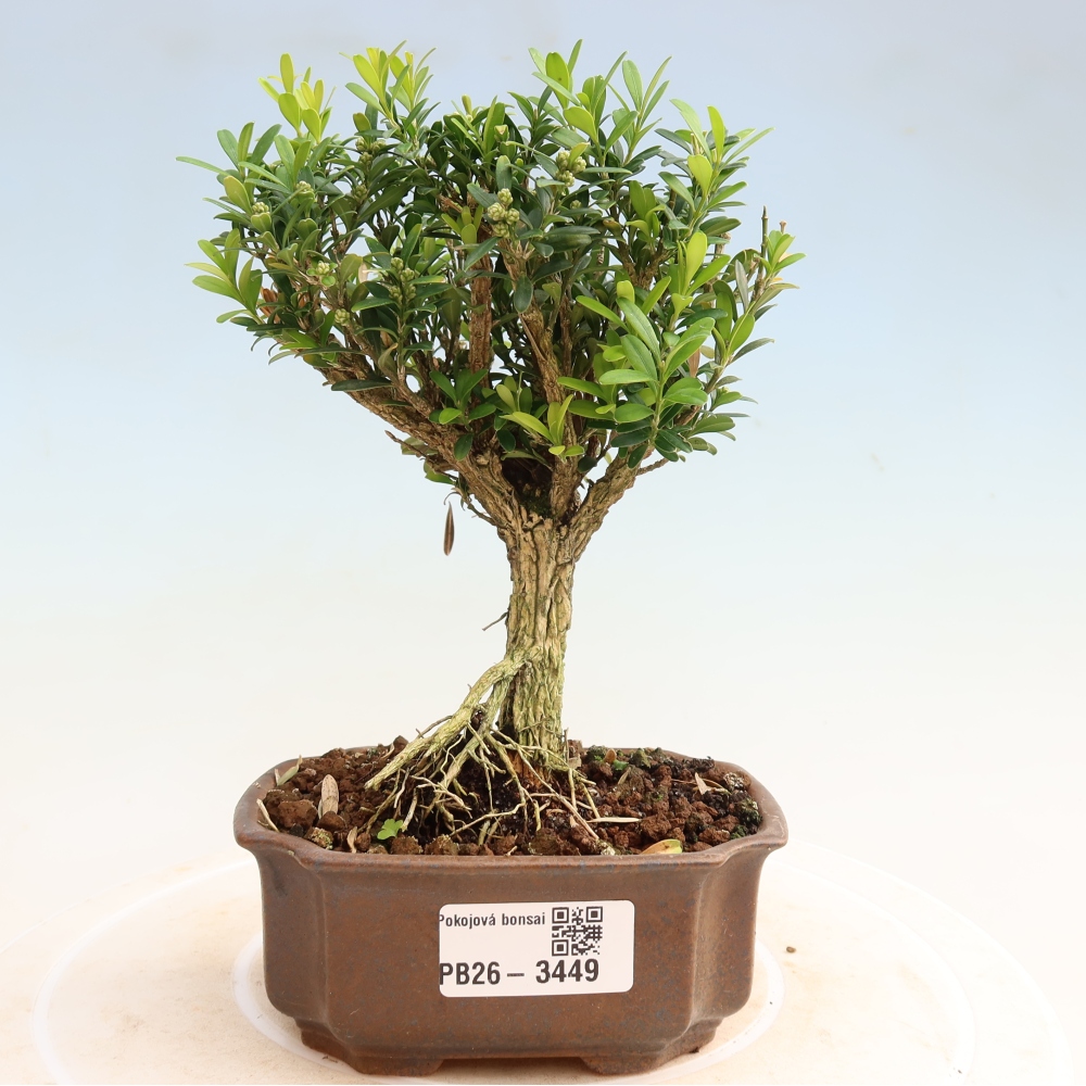 Pokojová bonsai - Buxus harlandii -korkový buxus