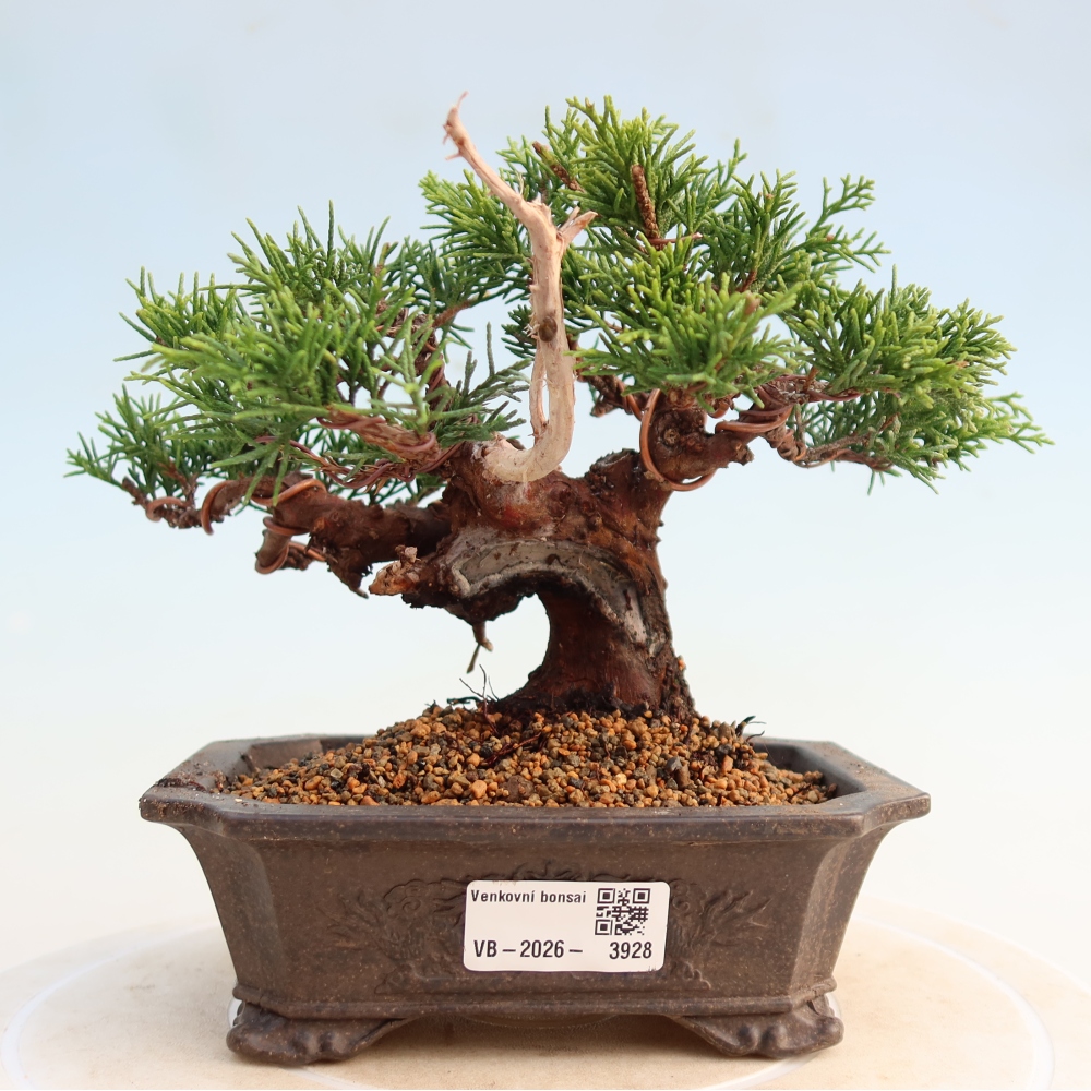 Venkovní bonsai - Juniperus chinensis Itoigawa -Jalovec čínský