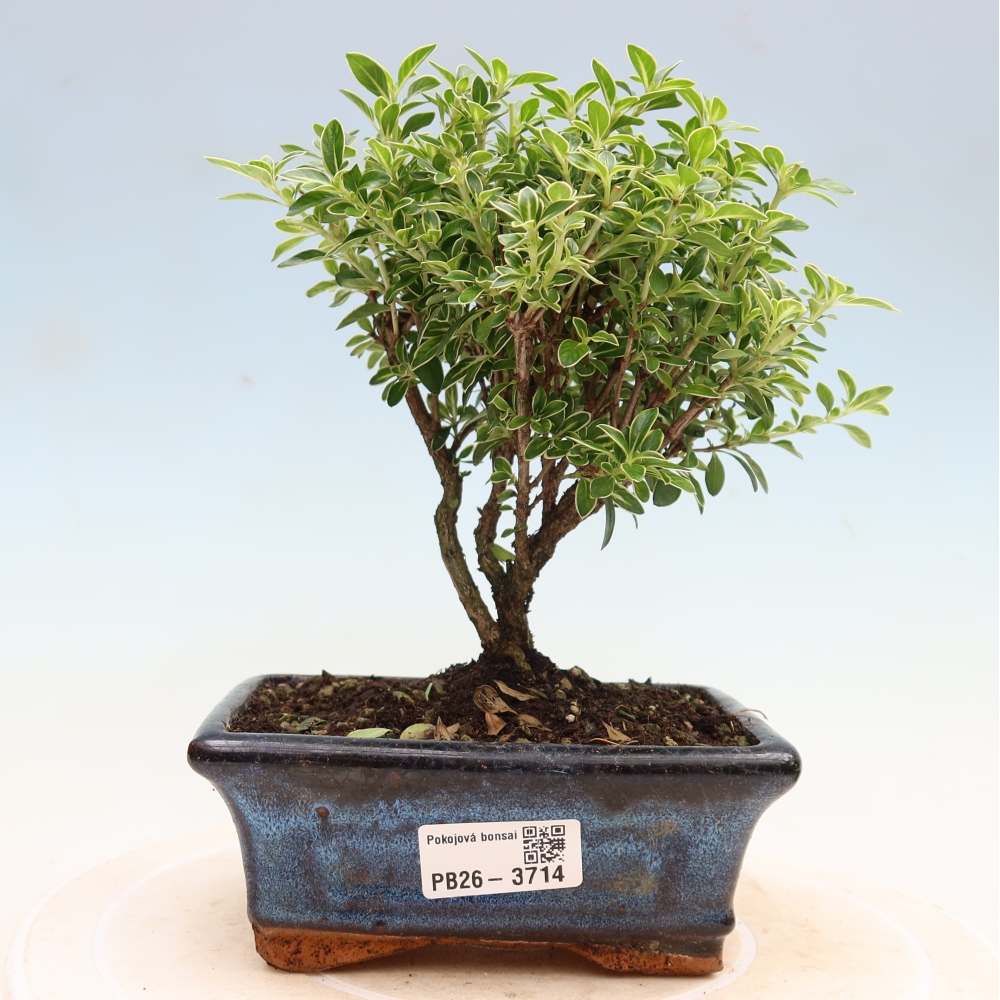Pokojová bonsai - Serissa foetida Variegata - Strom tisíce hvězd