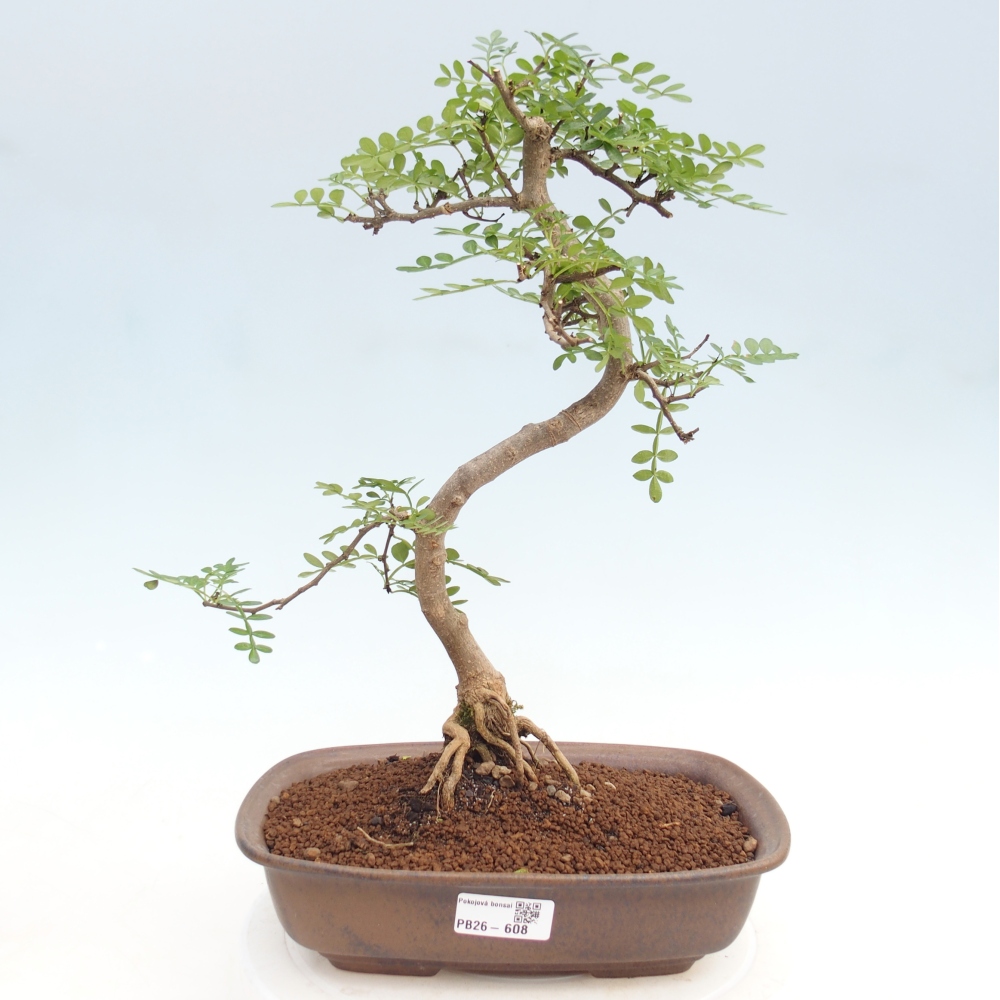 Pokojová bonsai - Zantoxylum piperitum - pepřovník
