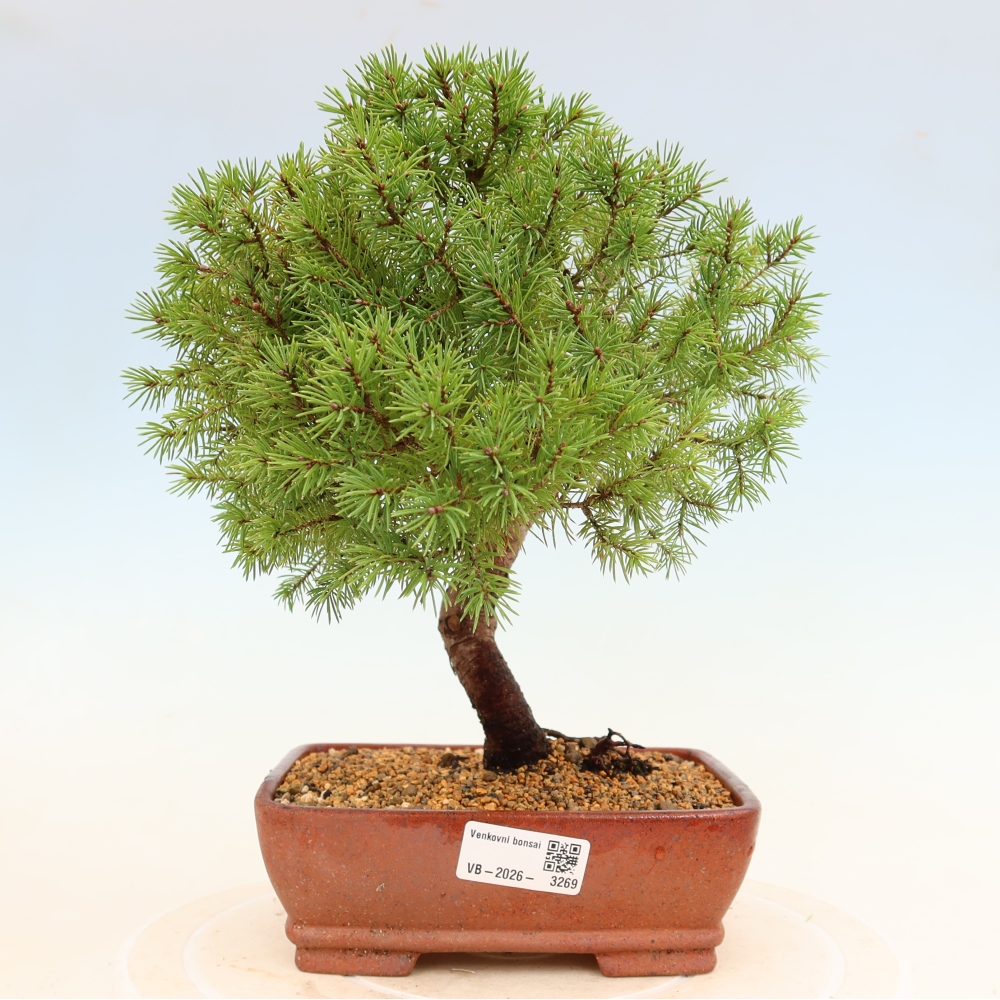 Venkovní bonsai- Smrk kulovitý - Picea glauca globe