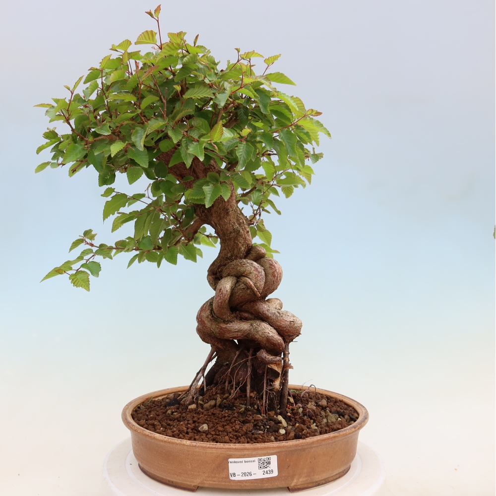 Venkovní bonsai -Carpinus Coreana - Habr korejský