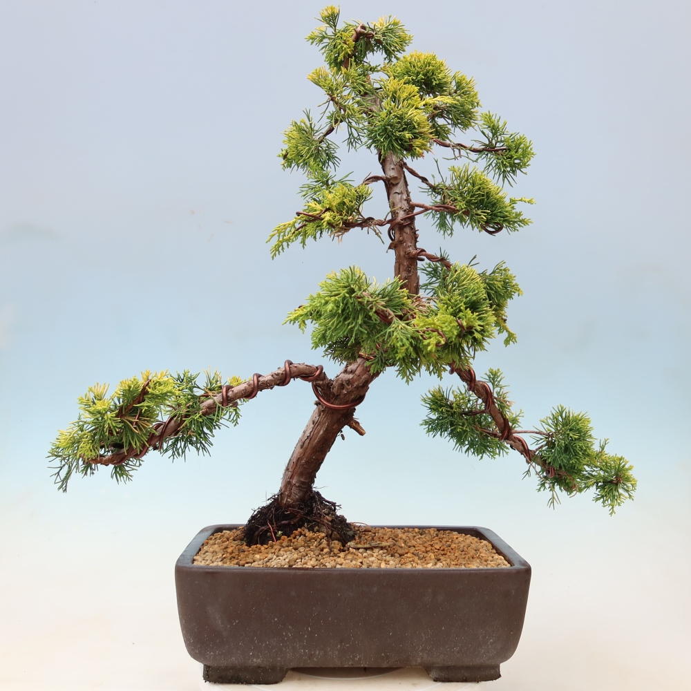 Venkovní bonsai - Juniperus chinensis  aurea - Jalovec čínský zlatý