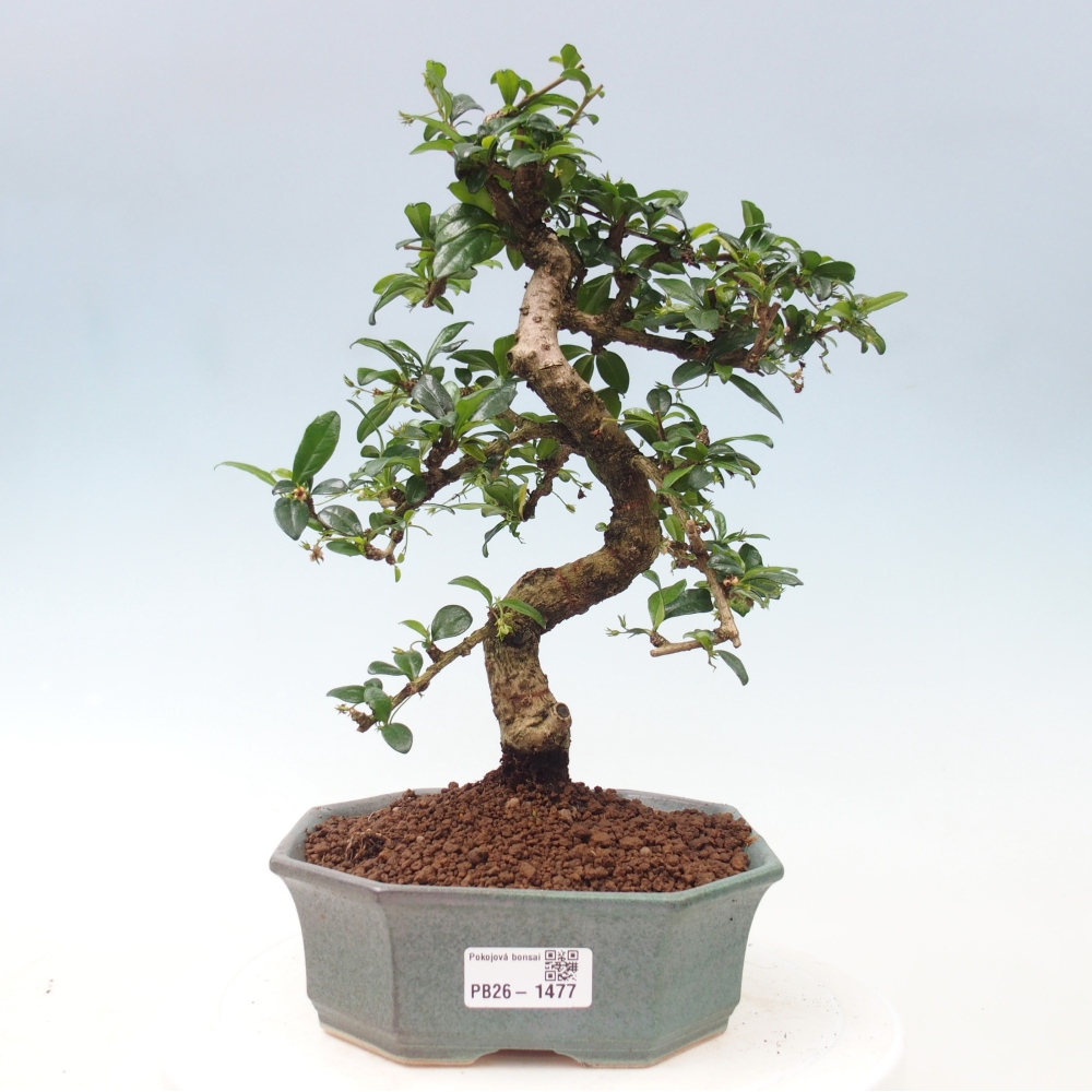 Pokojová bonsai - Carmona macrophylla - Čaj fuki