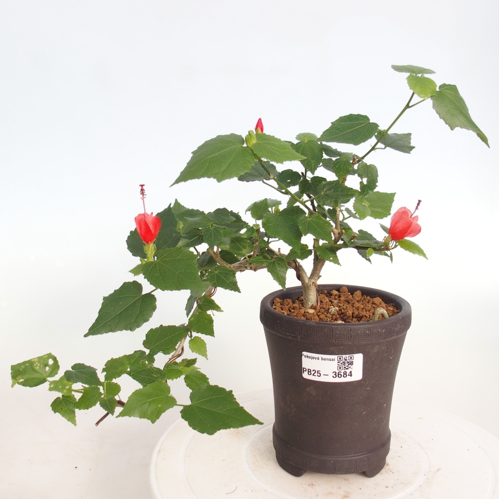 Pokojová bonsai - Malvaviscus arboreus - ibiškovec dřevnatý