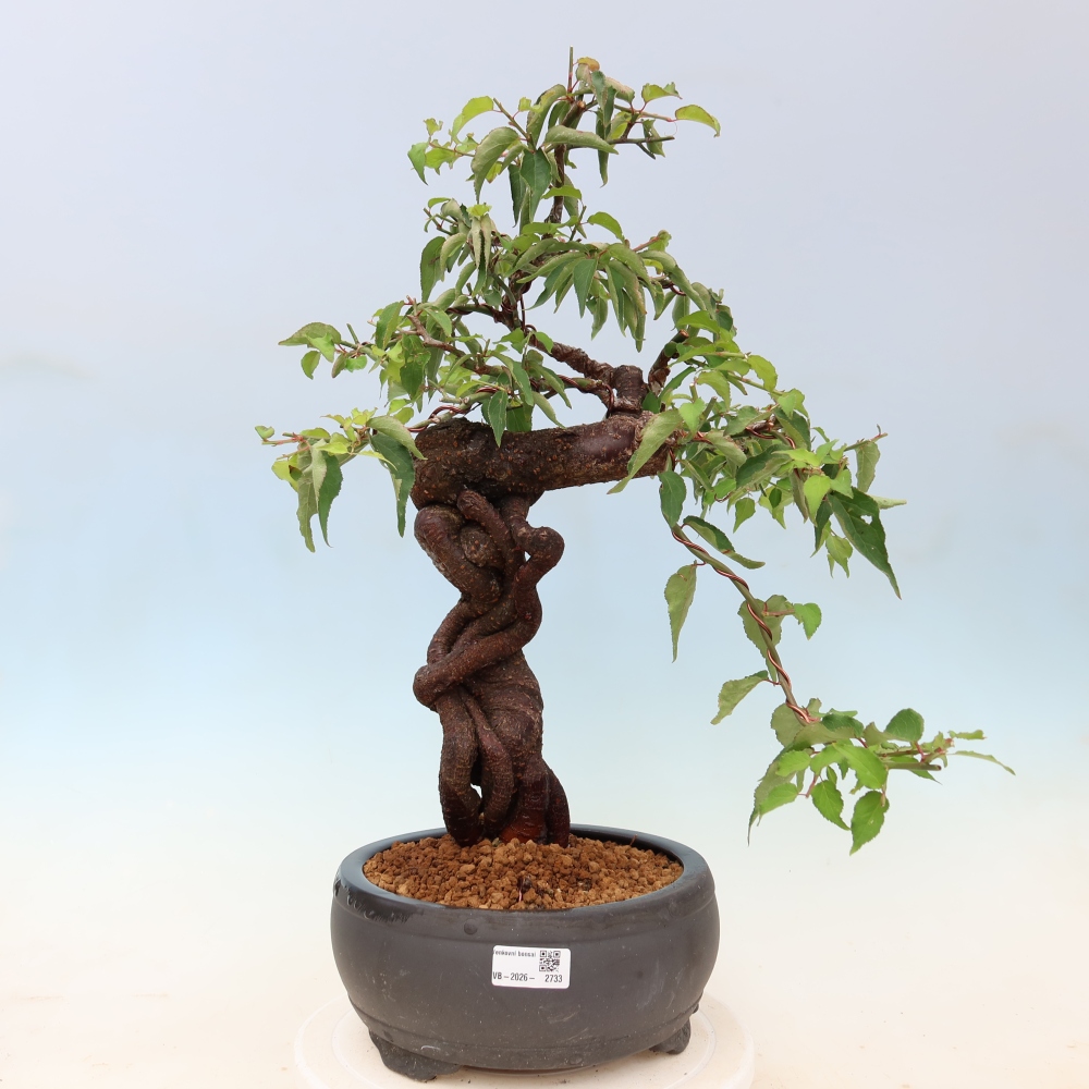 Venkovní bonsai -Japonská meruňka - Prunus Mume