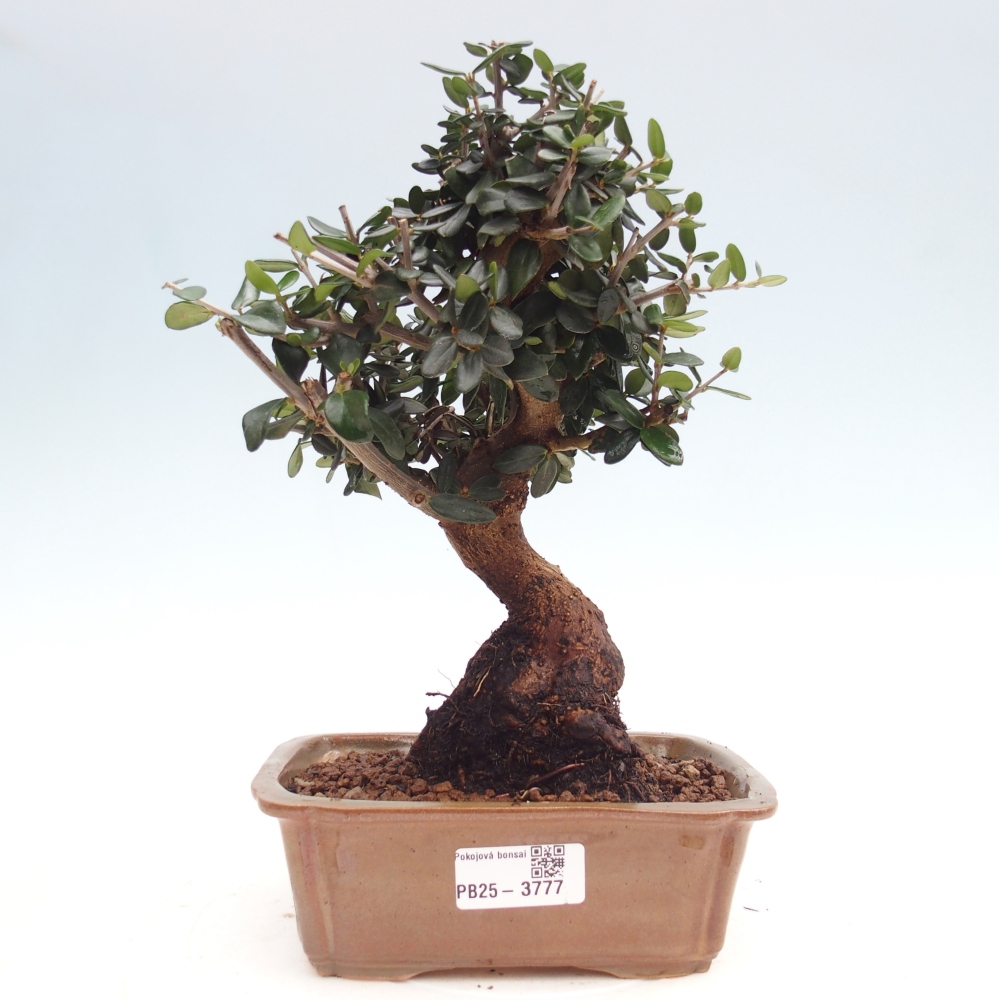 Pokojová bonsai - Olea europaea sylvestris -Oliva evropská drobnolistá