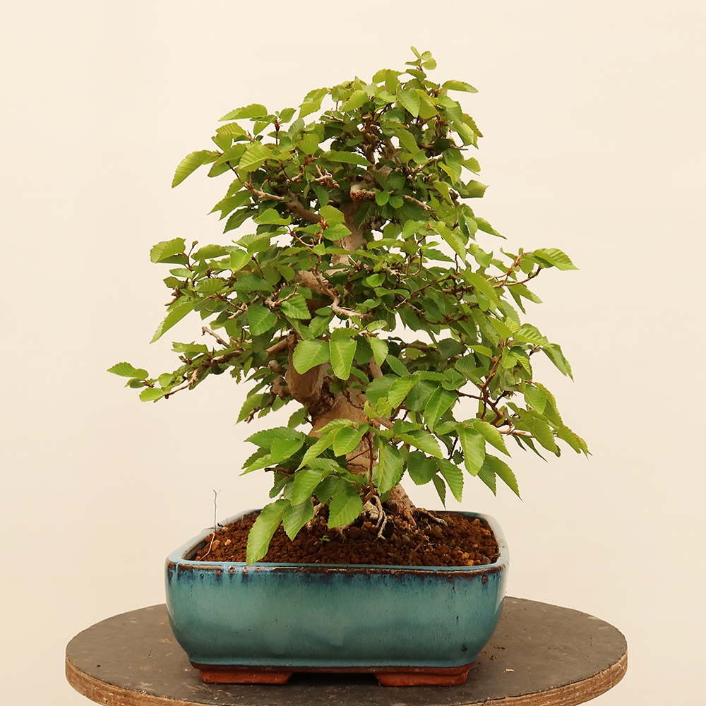 Venkovní bonsai -Carpinus Coreana - Habr korejský