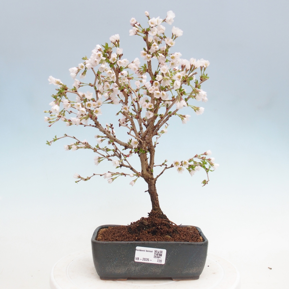 Venkovní bonsai - Prunus incisa Kojou-no mai-Slivoň vyříznutá