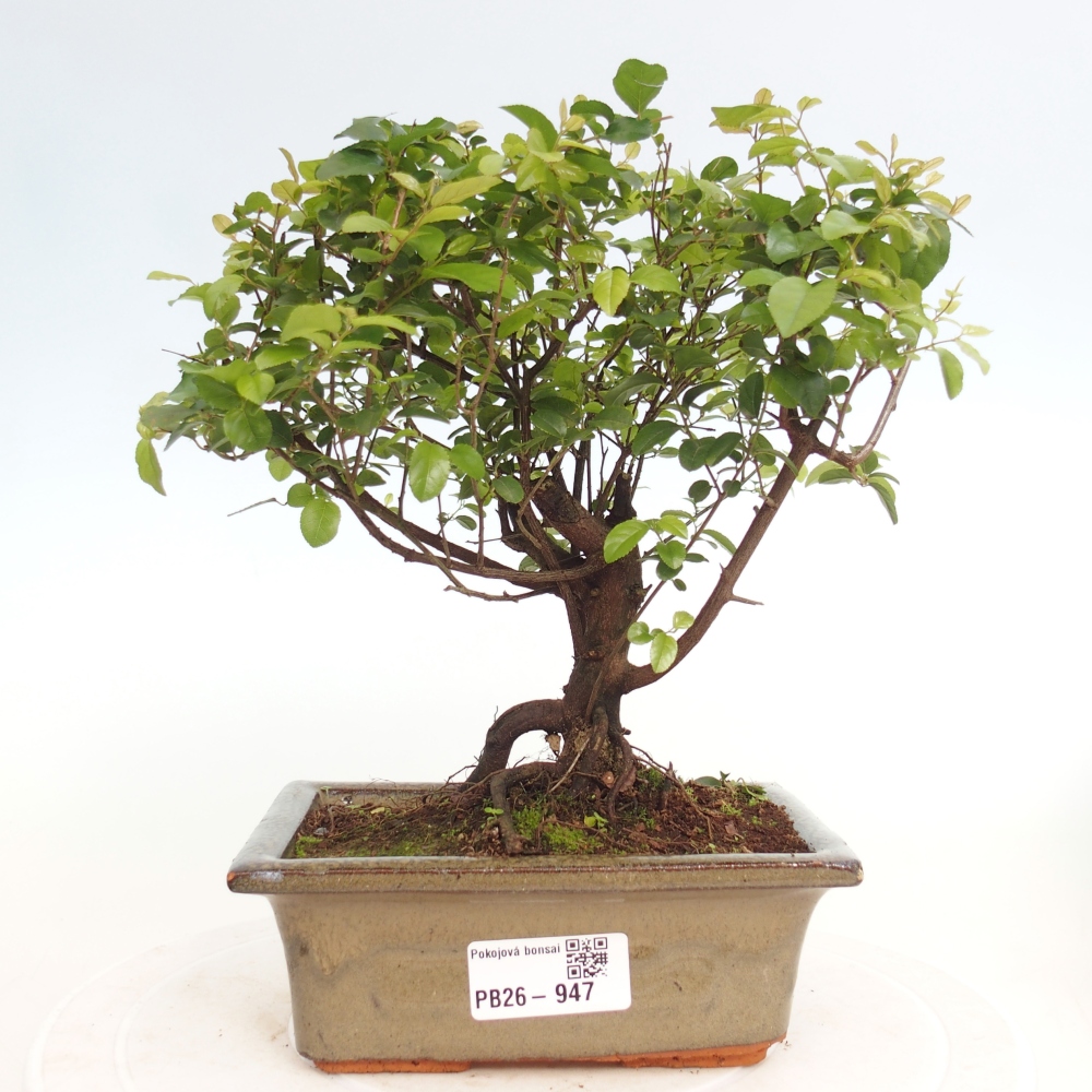 Pokojová bonsai - Sagerécie thea - Sagerécie thea