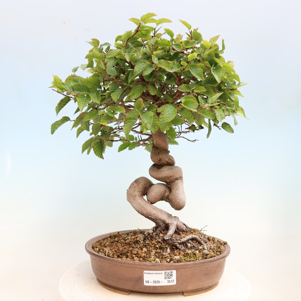 Venkovní bonsai -Carpinus CARPINOIDES - Habr korejský