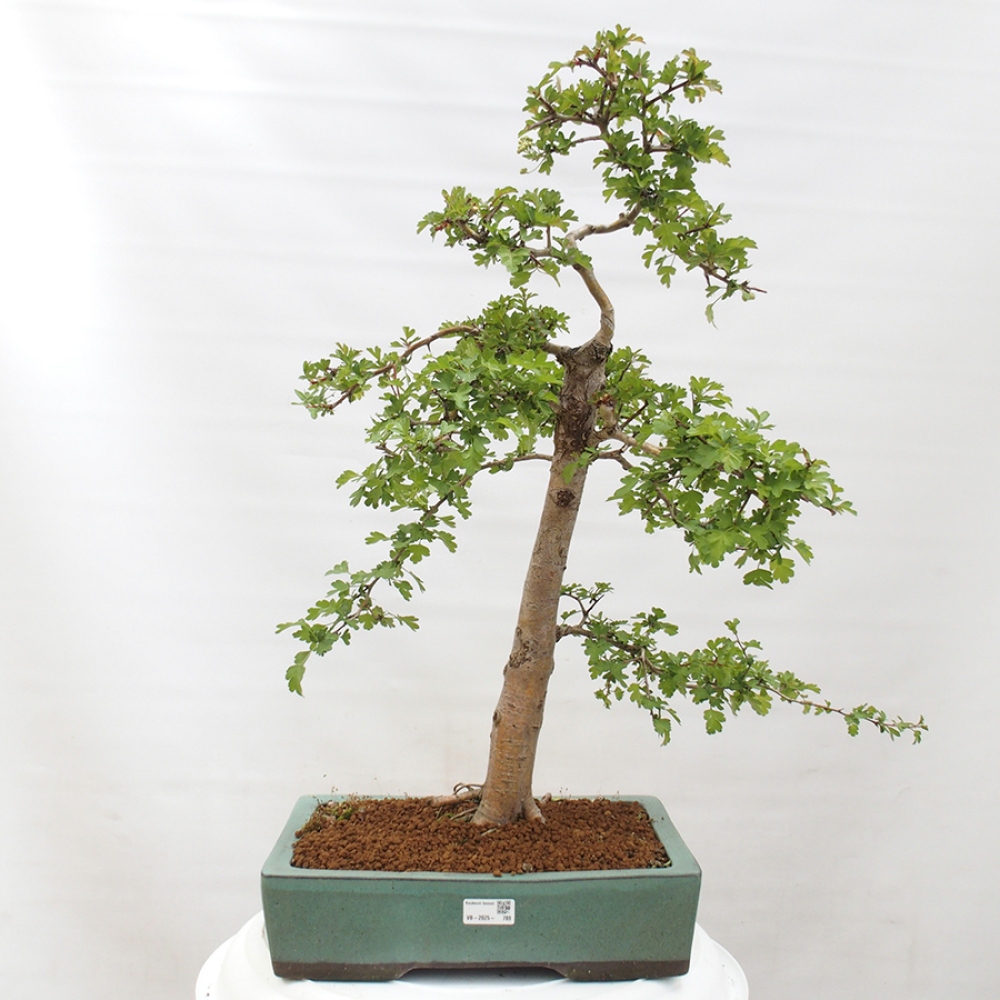 Venkovní bonsai - Hloh - Crataegus monogyna