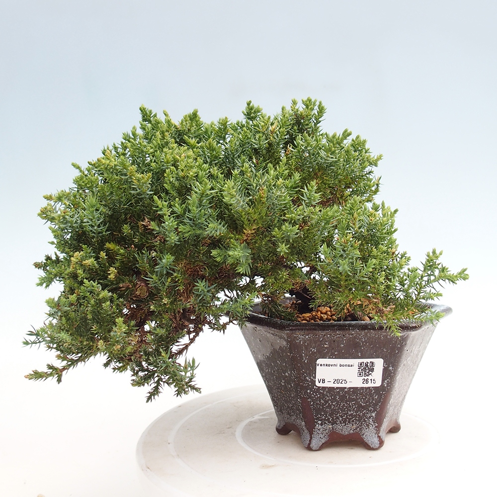 Venkovní bonsai - Juniperus procumbens - Jalovec polehavý