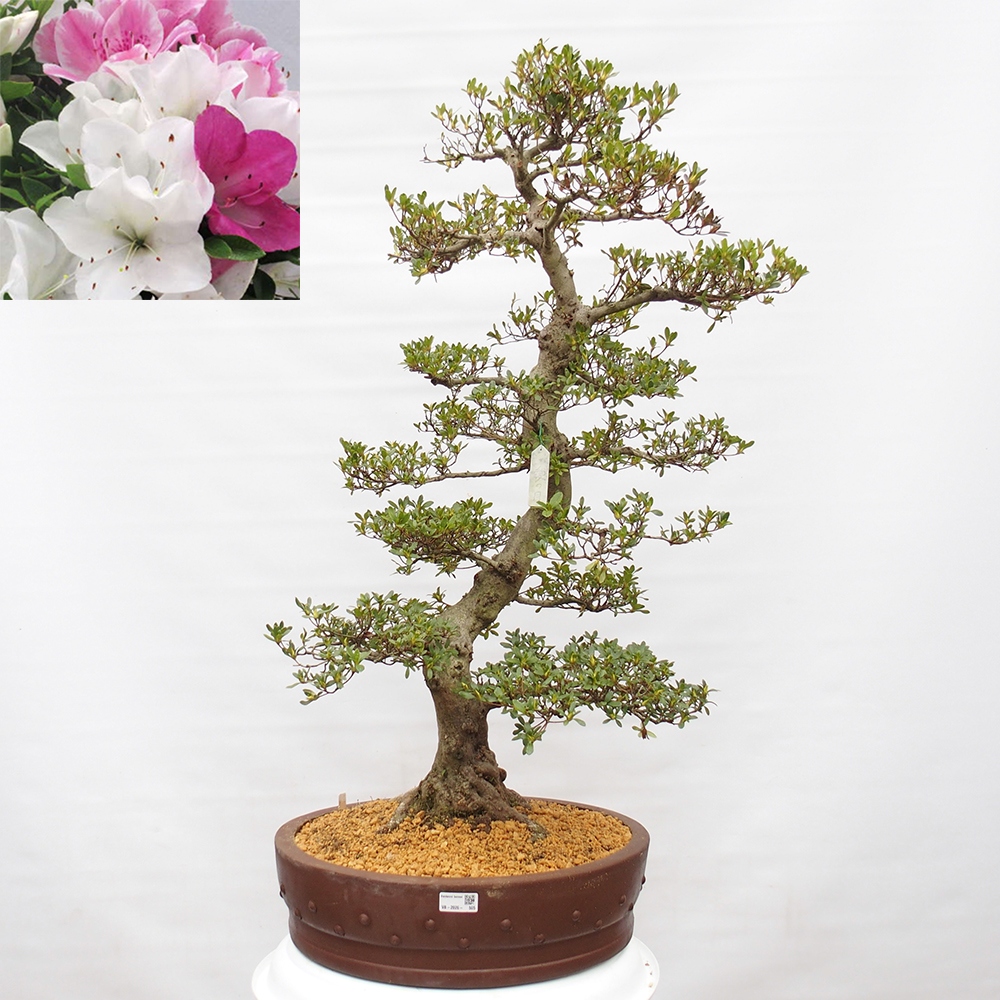 Venkovní bonsai - Japonská azalka - Azalea Ai-no-Tsuki