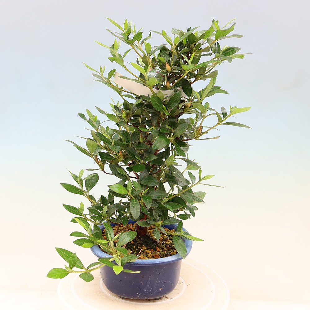 Venkovní bonsai - Japonská azalka - Azalea Shinsei