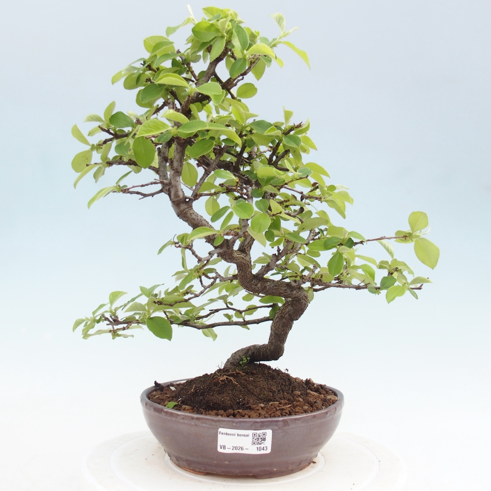 Venkovní  bonsai -  Chaneomeles chinensis - Kdoulovec čínsky