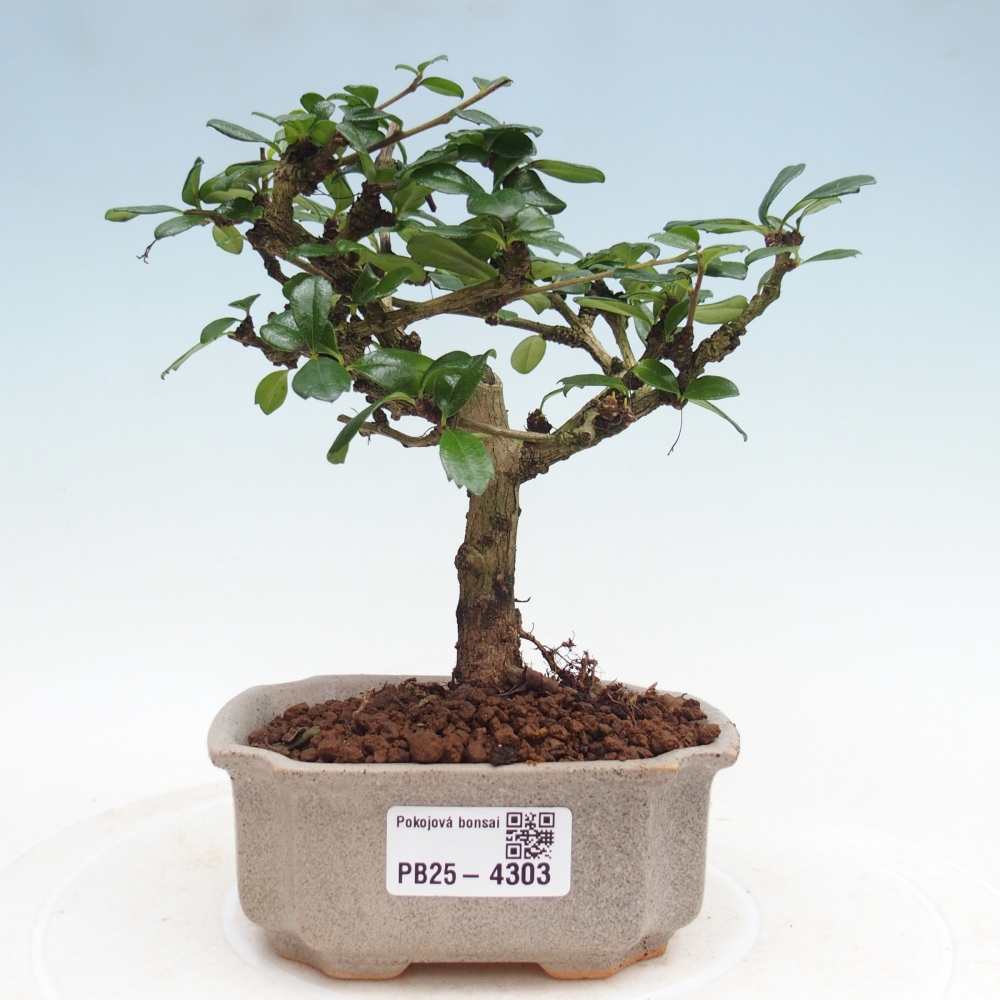 Pokojová bonsai - Carmona macrophylla - Čaj fuki
