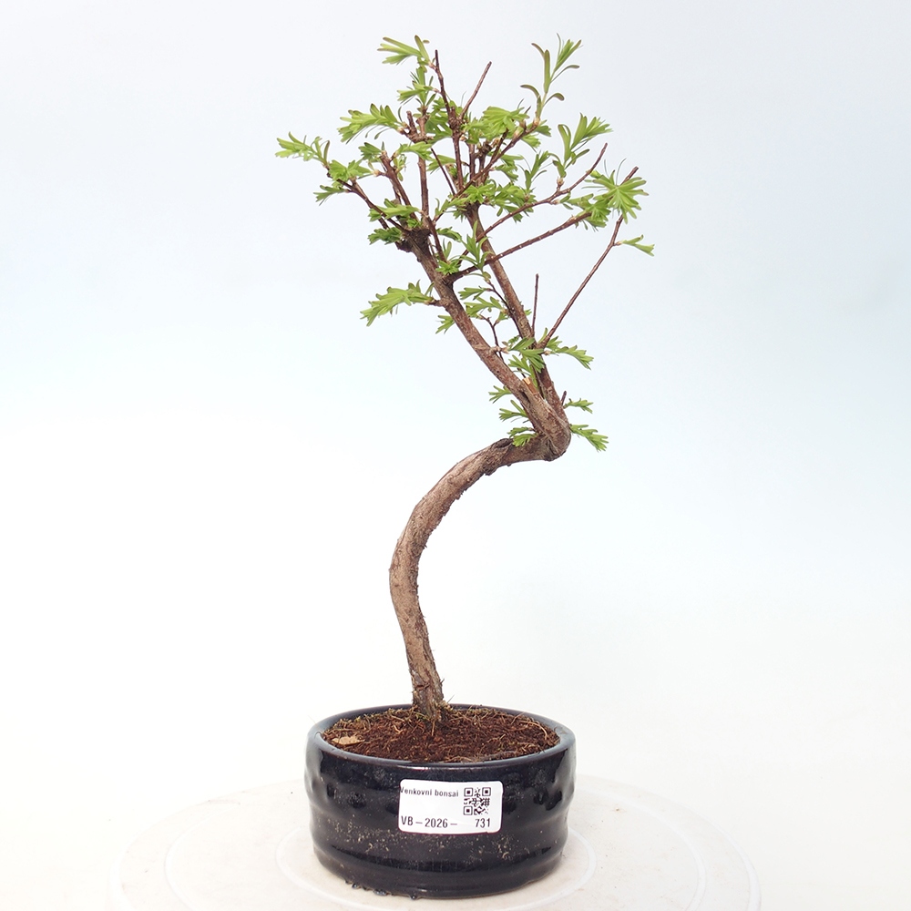 Venkovní bonsai - Metasequoia glyptostroboides - Metasekvoje čínská