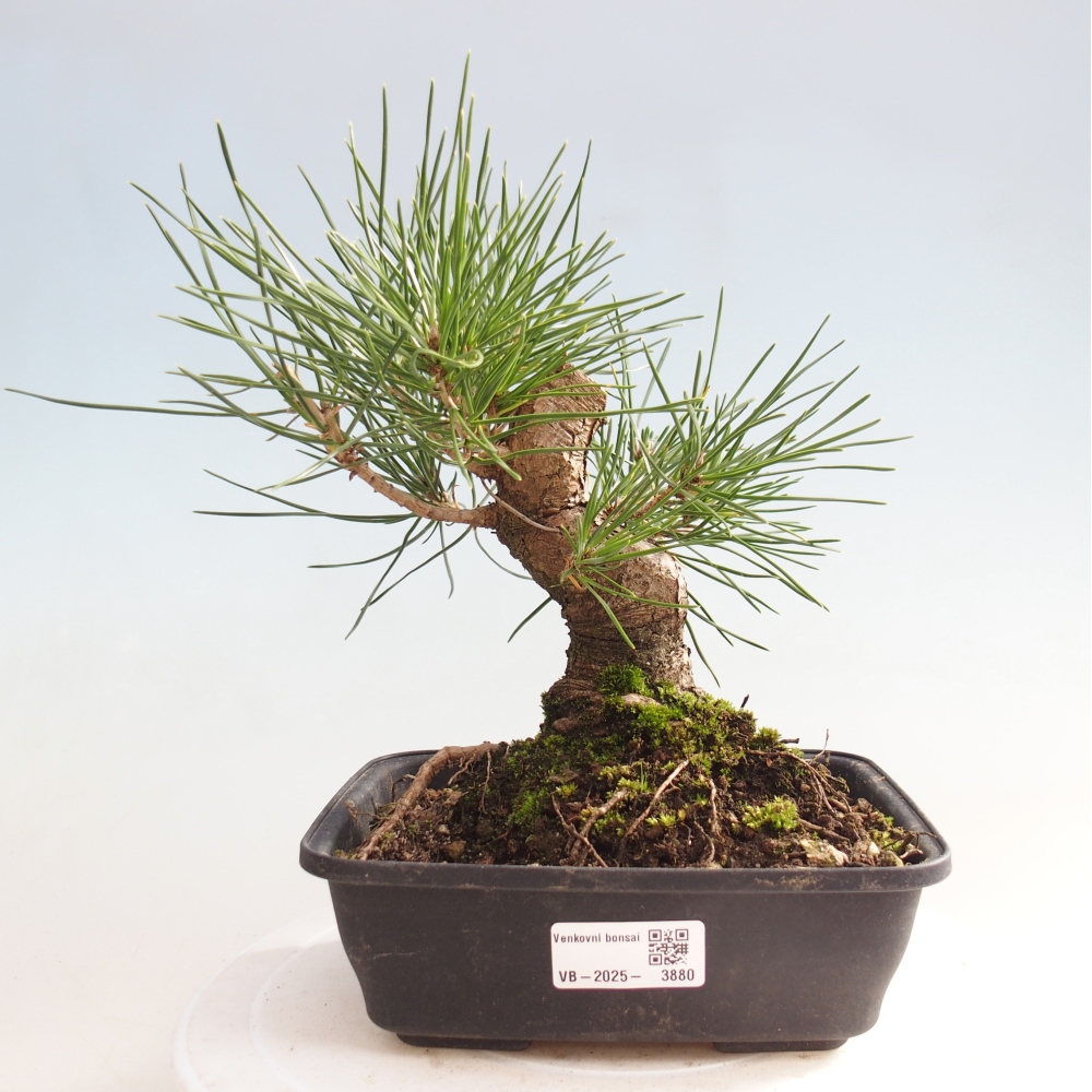 Venkovní bonsai - Pinus thunbergii - Borovice thunbergova