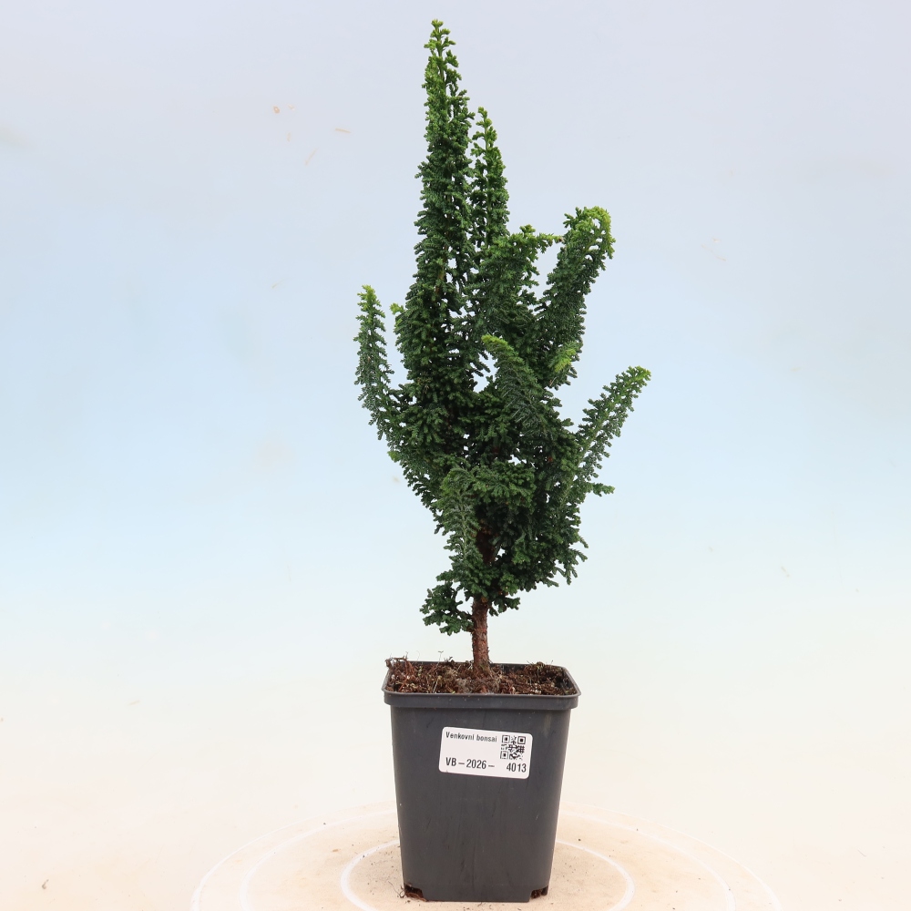 Venkovní bonsai - Cham. obtusa SEKKA HINOKI - Cypřišek