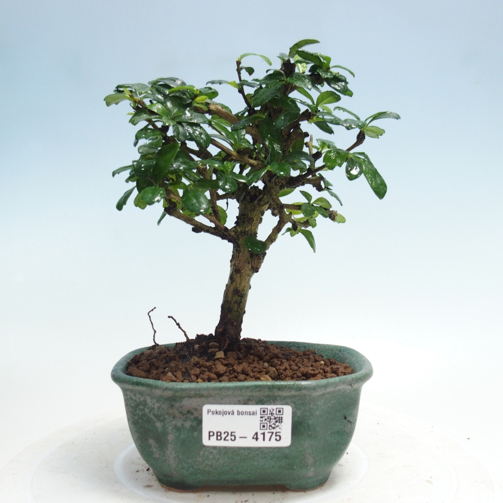 Pokojová bonsai - Carmona macrophylla - Čaj fuki