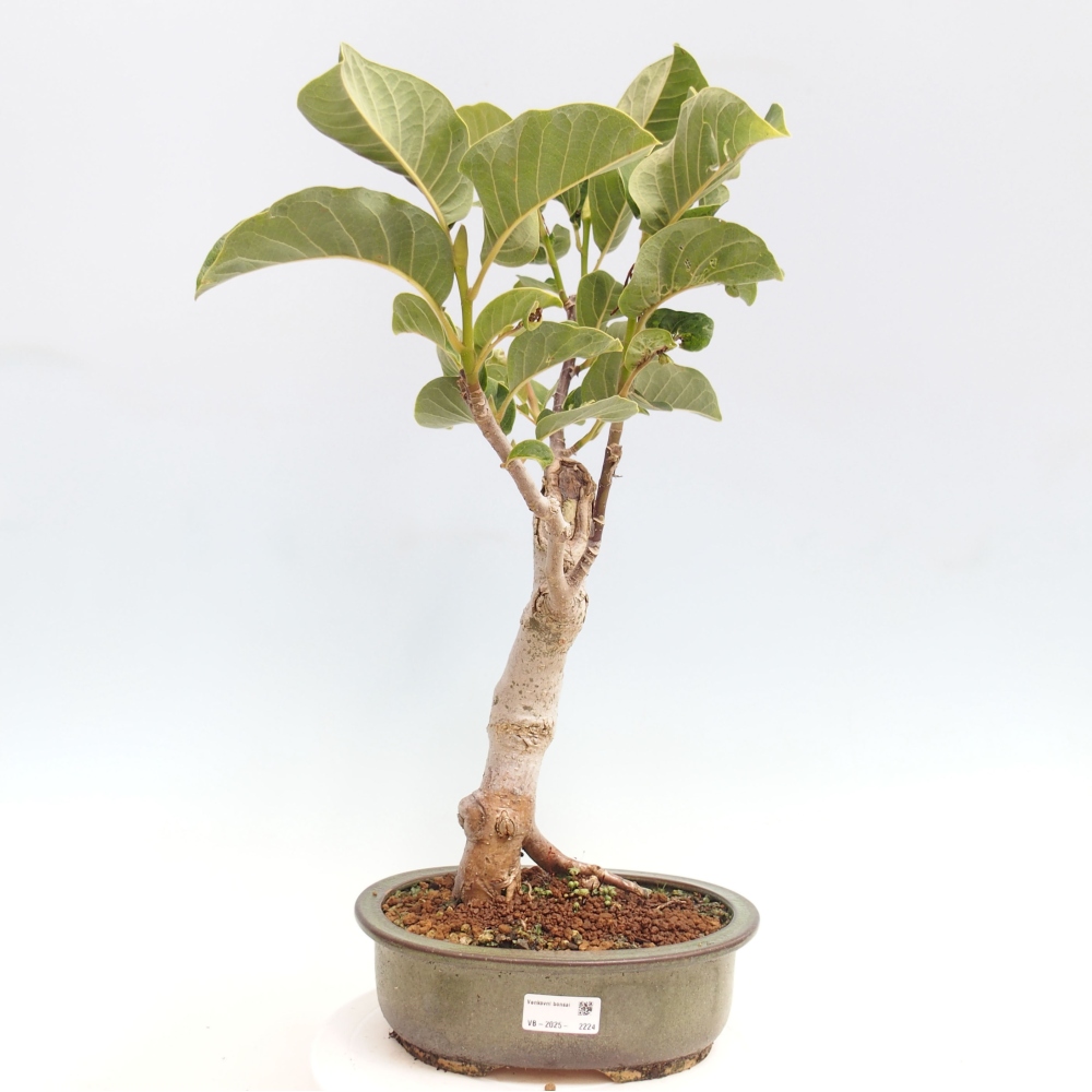 Venkovní bonsai - Magnolia Black Tulip  -  Magnolie